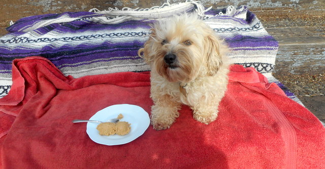 This doggy has no objections about sampling our new batch of home made doggy peanut butter!