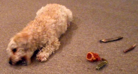 Nimble chomping away on her favorite doggie chew!