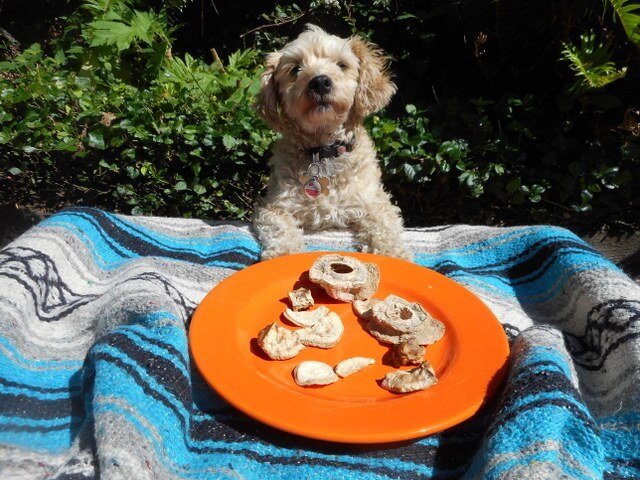 Nimble with her homemade, natural organic sweet potato dog snacks