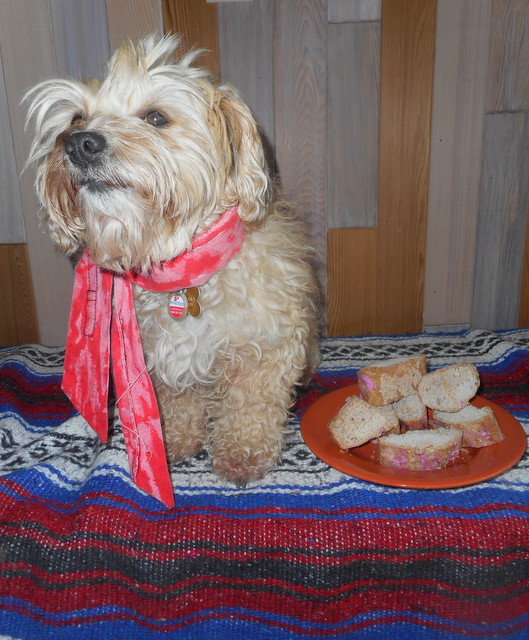 Nimble wants to share her home made dog birthday cake pieces