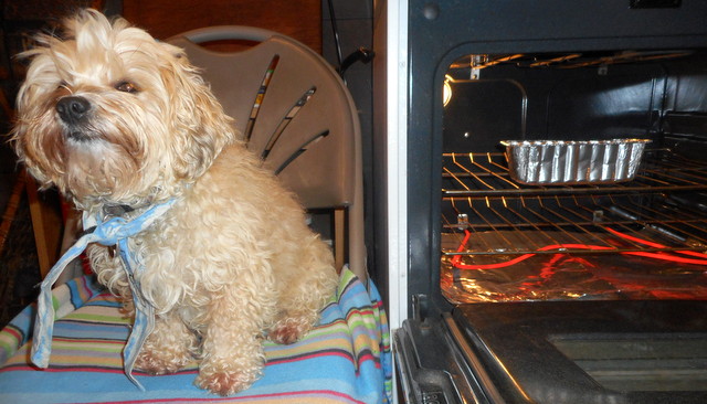 Nimble's doggy birthday cake is baking