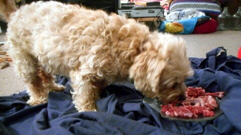 Can dogs eat raw meat?  Nimble thinks so... look at her gorge on this heaping plate full!