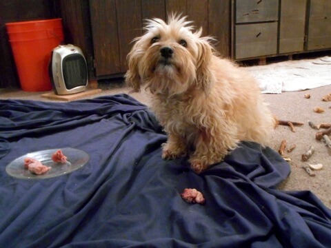 Nimble's enjoying her raw meat dog food diet... meatballs made from ground-up raw meaty bones