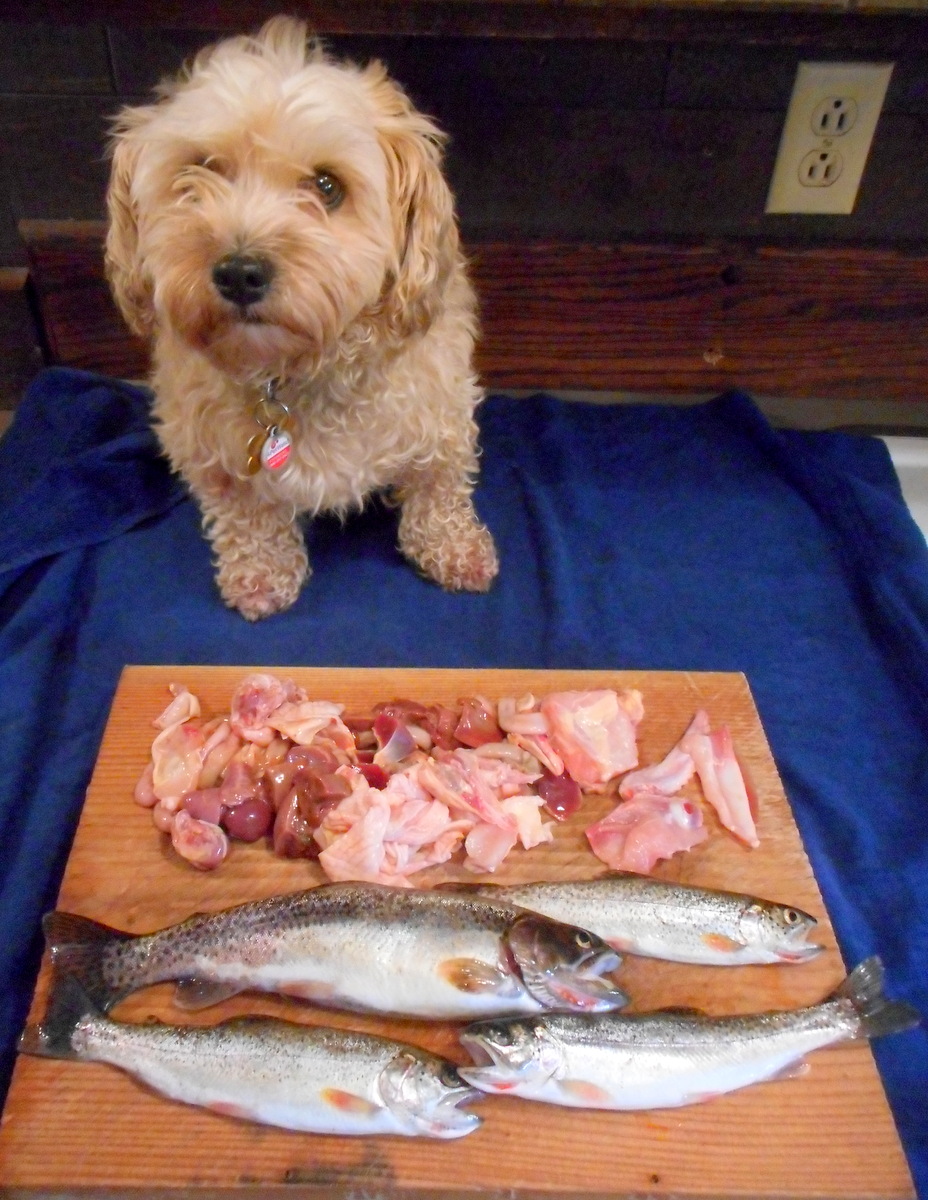 All dog food brands should include meat or fish, as Nimble is trying to explain here!