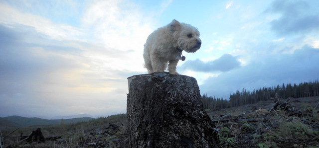 Nimble thinking about her lucious dog snacks, even way up here!