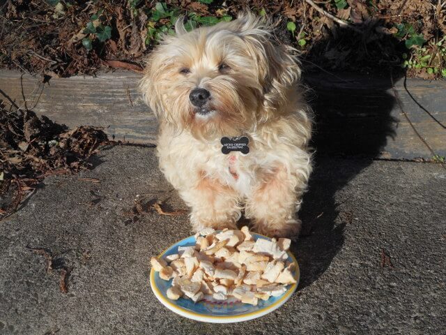 Nimble and her home made cooked chicken treats... a couple a day and no worries about dog food backfires!