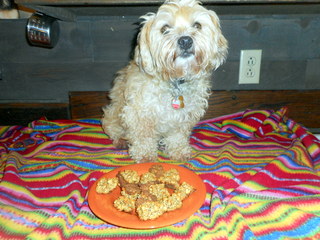 My doggie is sitting next to her healthy homemade dog treats... oatmeal cookies!