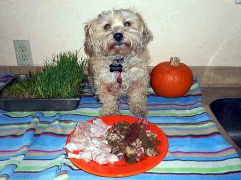 Your dog feeding guidelines should include these raw foods... rabbit meaty bones and veggies.