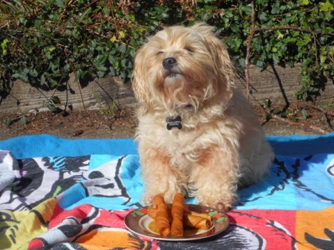 Nimble is showing you some unhealthy dog treats