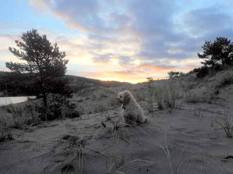 Nimble is ready for her early morning workout at the beach and then our healthy dog food!