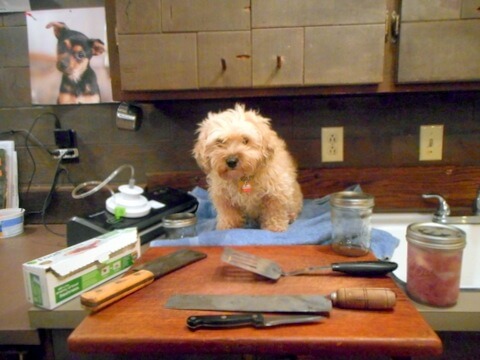 Nimble is with her utensils and ingredients for making liver dog treats