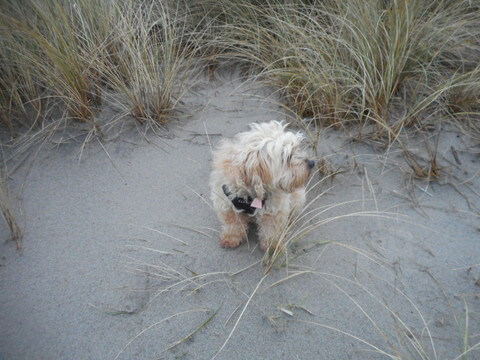 I just ate... I'll need a dog indigestion  remedy if I chase those beach squirrels!