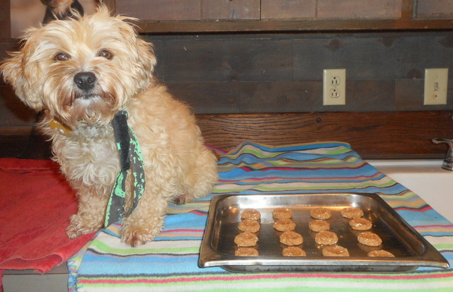 Nimble can't wait to bake her peanut butter dog treat concoction!