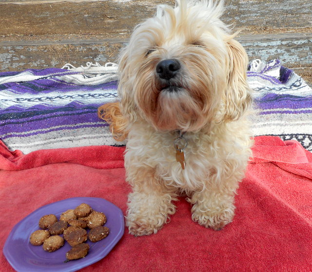 Nimble wants one little taste of our home made peanut butter doggy treats!