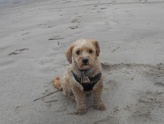 Healthy raw dog food keeps Nimble warm on this cold, wet day.