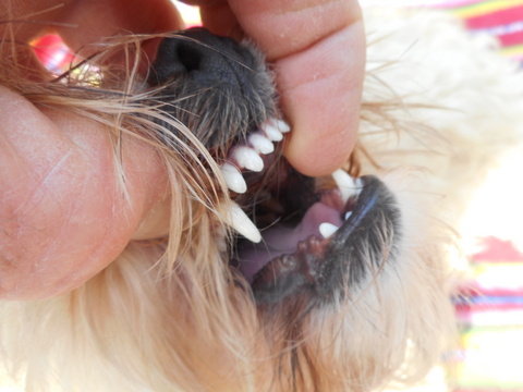 Pearly white teeth like Nimble's are the direct result of safe dog chew chomping!