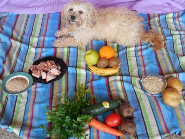 Proper nutrition is one of our remedies for those nasty dog fleas