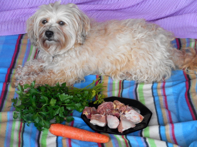 Proper nutrition keeps Nimble's dog upset stomach away