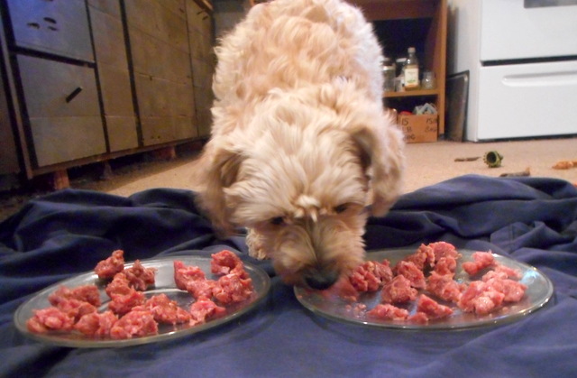 Enzymes in Nimble's ground up meaty bones help clean her teeth