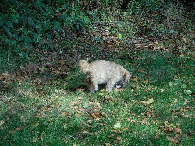 Nimble is eating grass... her favorite dog food for sensitive stomachs