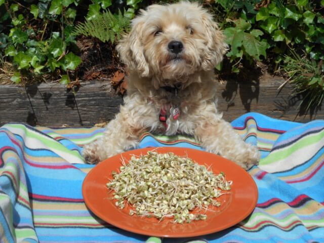 Sprouts are a safe, healthy vegetable for all dogs of any age
