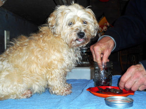 I'm preparing to freeze my dog's liver treats
