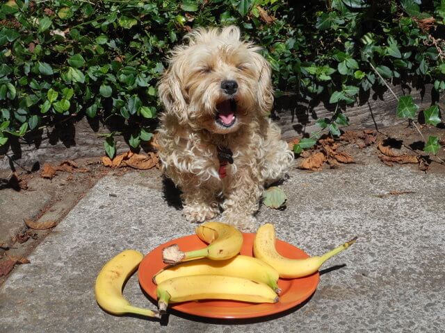 Sweet fruits like bananas and acid fruits add another dimension of nutrients to the vegetables for your dog