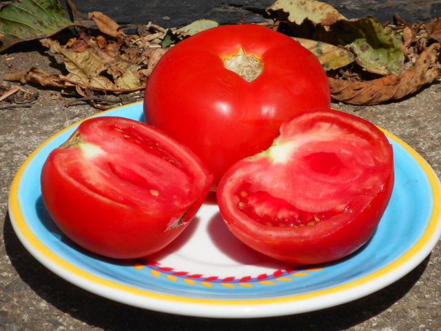 Tomatoes are another healthy vegetable for your dog!