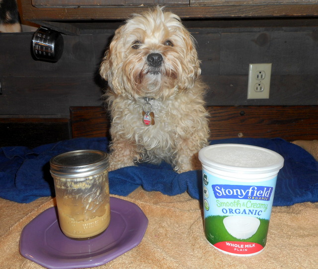 Home made peanut butter and plain yogurt should make healthy dog birthday cake frosting