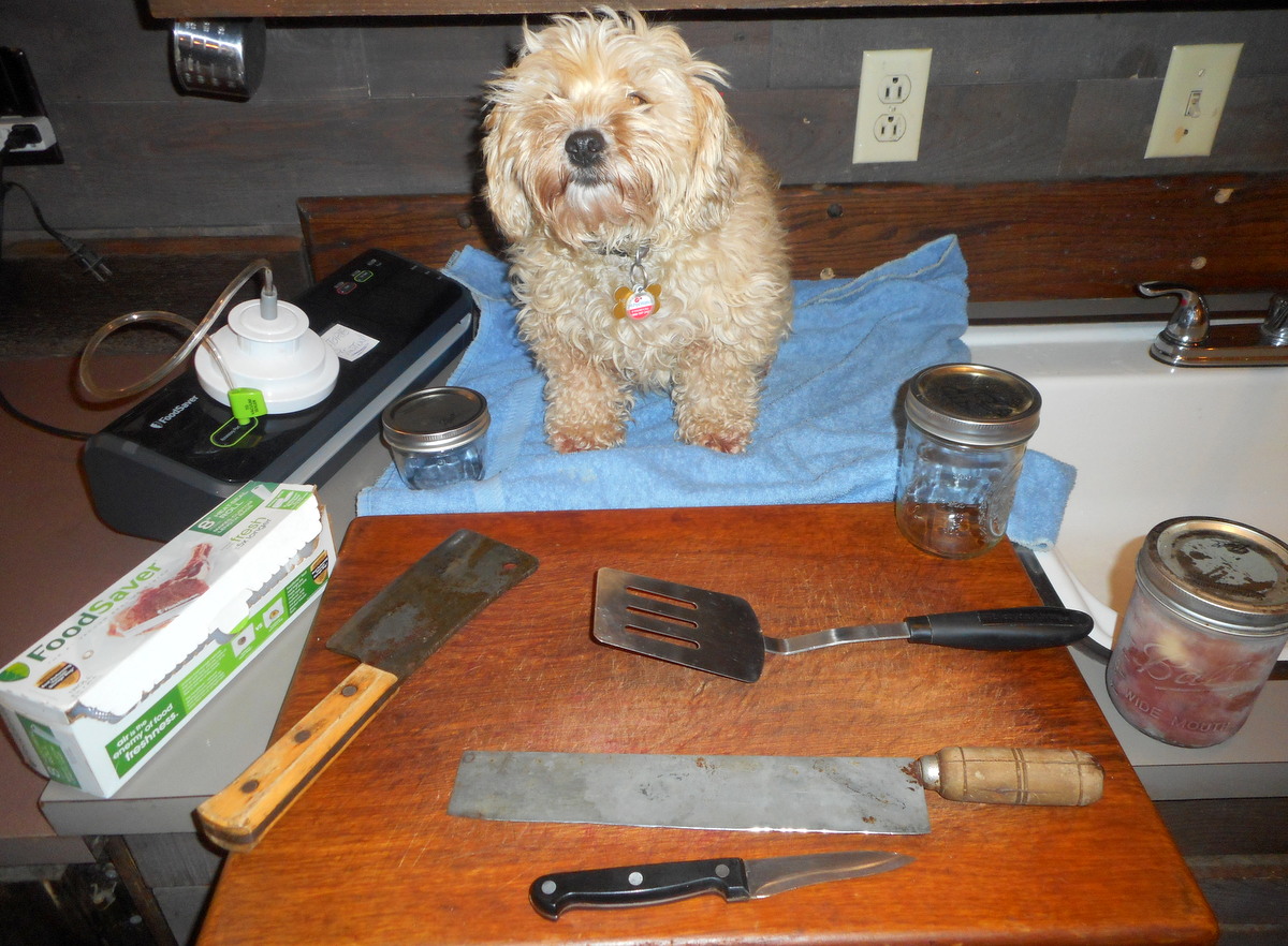 Nimble Doggy with cooking utensils we use to make her home made healthy doggy treats.