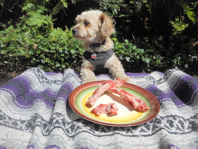 Nimble chows these raw organic bones after eating her doggy vegetables.