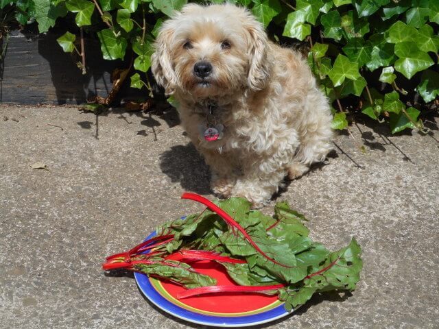 Mostly feed your dog green vegetable leaves like this chard