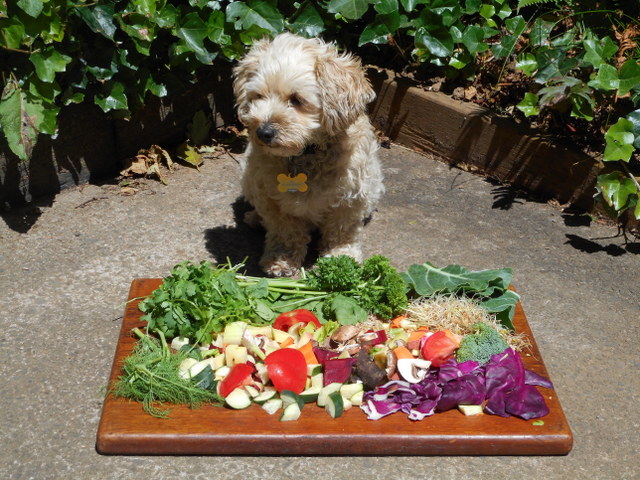 Dogs should eat a good variety of vegetables