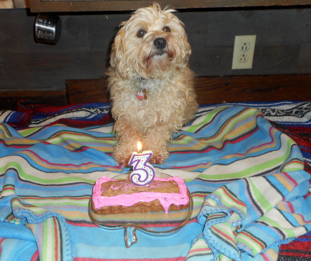 Nimble's birthday cake created from other dog birthday cake recipes