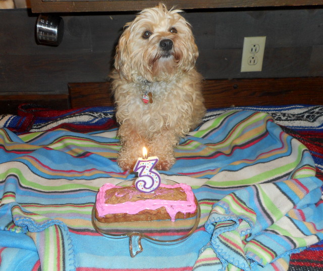 Nimble's birthday cake created from other dog birthday cake recipes