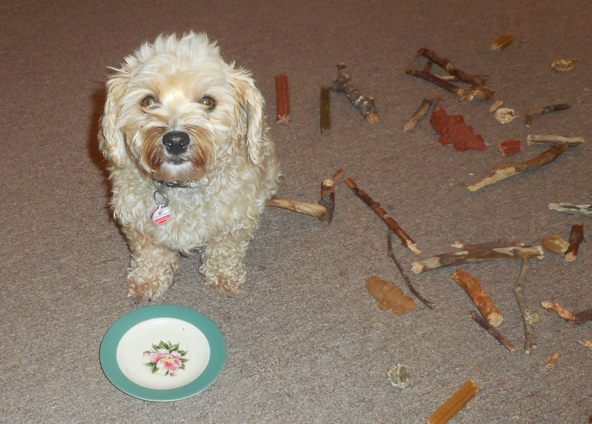 My doggie is wondering... "Hey, where's  my healthy dog food treats?"