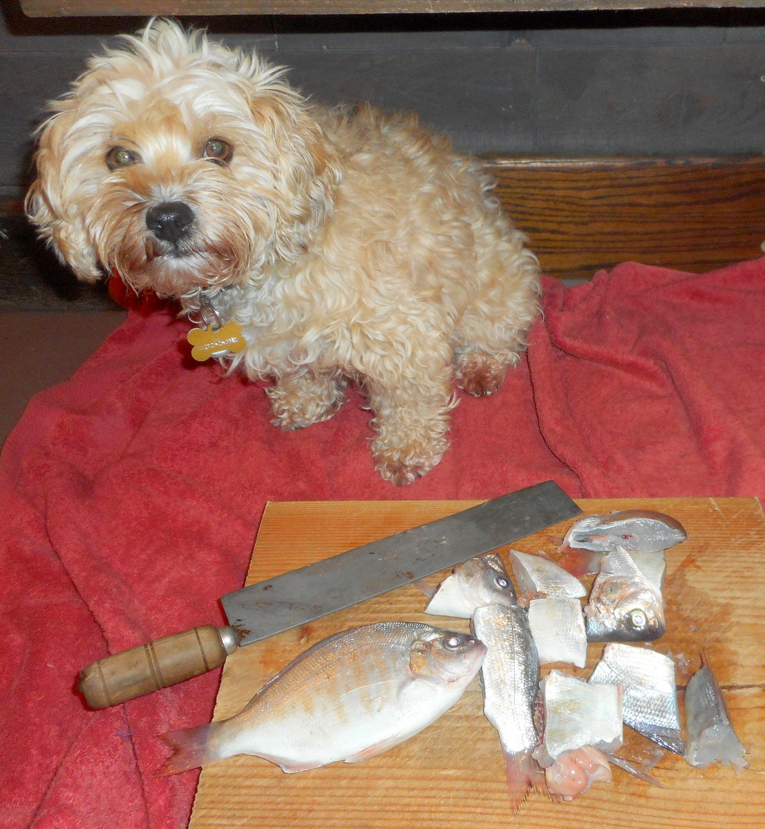 Whole fish make excellant dog chew bones!