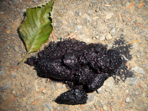 We found this coyote poop