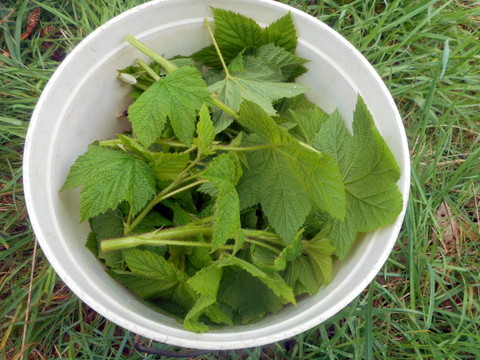 I picked these wild greens for my dog's homemade dog food supplement powder