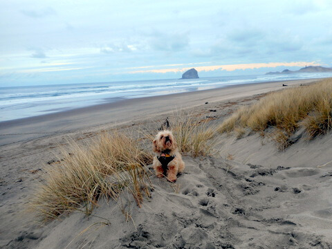 Nimble at the cold, windy beach looking forward to her homemade peanut butter dog biscuits!