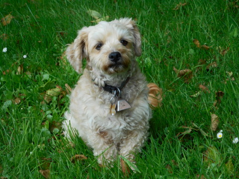 Nimble posing in the field showing off her safe healthy dog food body