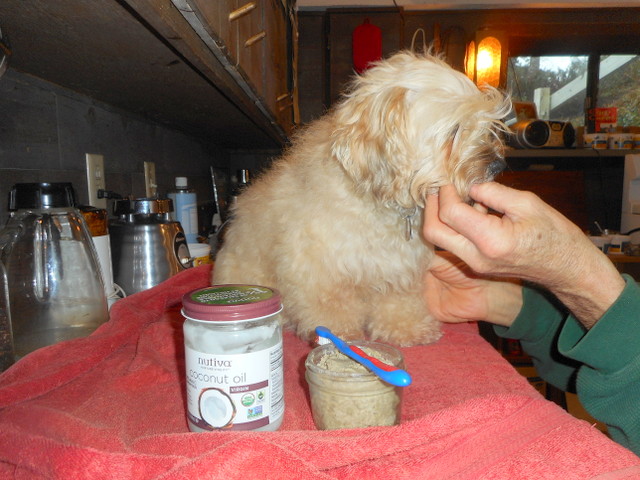 Acclimate your dog by rubbing her teeth before introducing the toothbrush for the first time