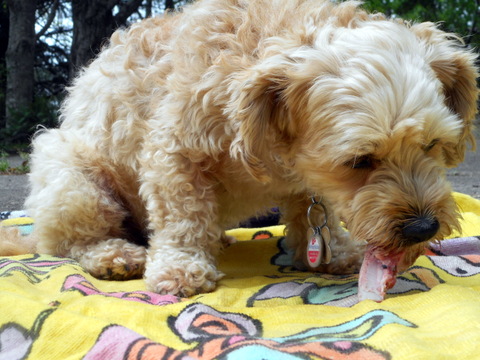 Nimble is chewing on her meaty dog bone