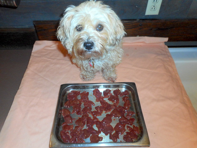 Nimble standing by her chicken dog liver treasures waiting for the trip to the oven!