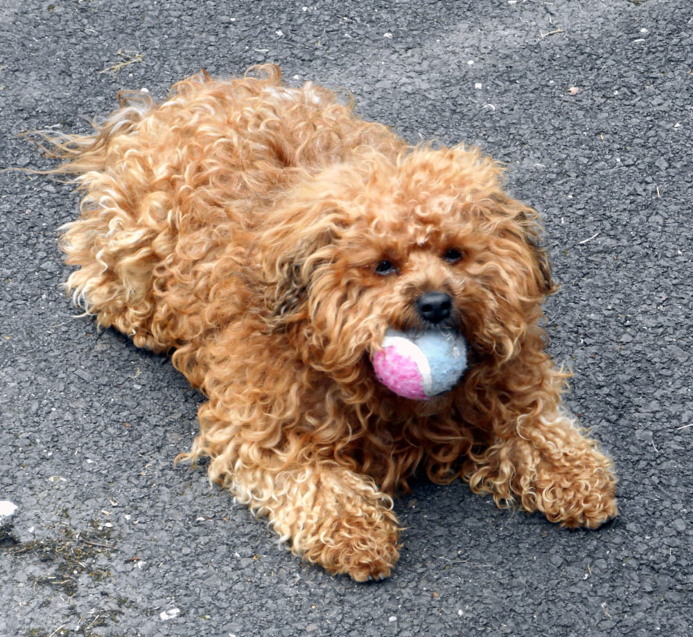 My doggie with her fetch ball