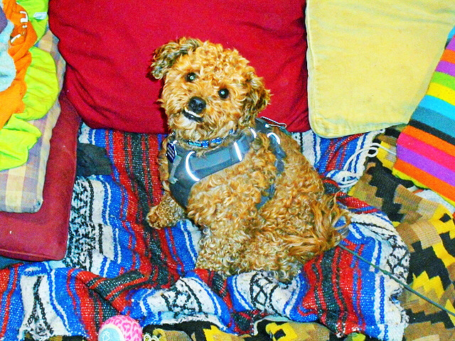 My little Biscuit Doggie Poodle Mix... happy Adoption Day!