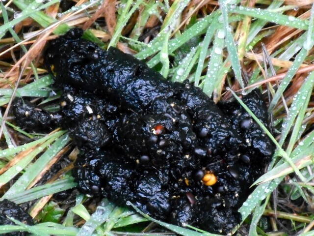 Coyote poop filled with blackberries is a safe healthy dog food example for us to observe...