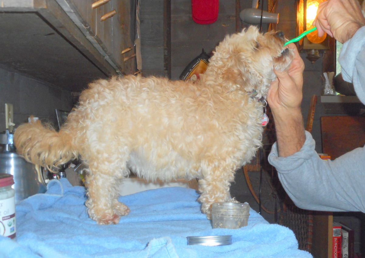 My dog is very patient as I thoroughly brush her teeth!