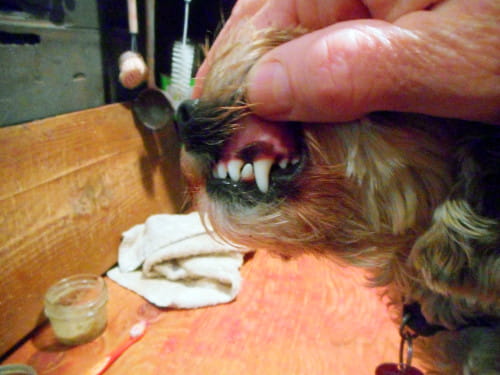 I'm cleaning my dog's teeth with our homemade toothpaste