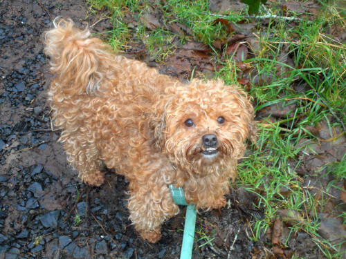 My Nimble Doggie